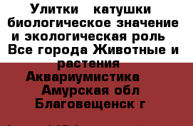 Улитки – катушки: биологическое значение и экологическая роль - Все города Животные и растения » Аквариумистика   . Амурская обл.,Благовещенск г.